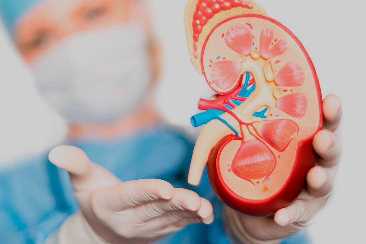 urologia